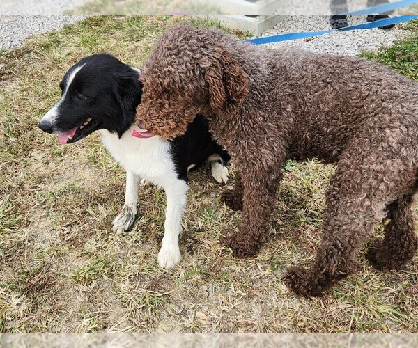 Medium Photo #2 Poodle (Standard) Puppy For Sale in CARLISLE, KY, USA