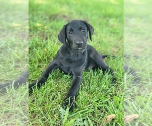 Labrador Retriever Puppy for sale in APPOMATTOX, VA, USA