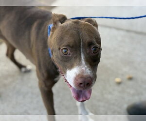 Boxer-Unknown Mix Dogs for adoption in Tulsa, OK, USA
