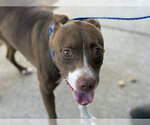 Small Boxer Mix