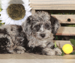 Small Photo #1 Poodle (Toy) Puppy For Sale in MOUNT VERNON, OH, USA