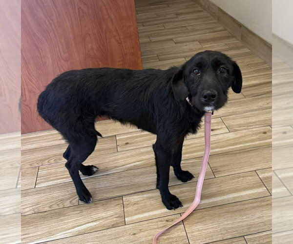 Medium Photo #4 Mutt Puppy For Sale in Valrico, FL, USA