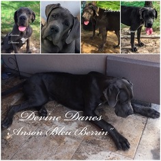 Father of the Great Dane puppies born on 01/17/2019