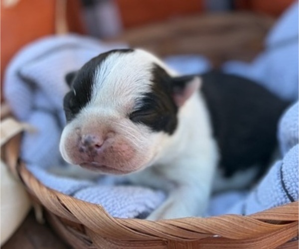 Medium Photo #1 Boston Terrier Puppy For Sale in HICKORY, NC, USA