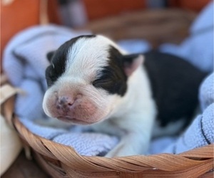Boston Terrier Puppy for sale in HICKORY, NC, USA