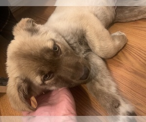 German Shepherd Dog-Siberian Husky Mix Puppy for sale in TACOMA, WA, USA