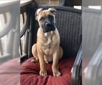 Small Photo #26 Cane Corso Puppy For Sale in BEECH GROVE, IN, USA