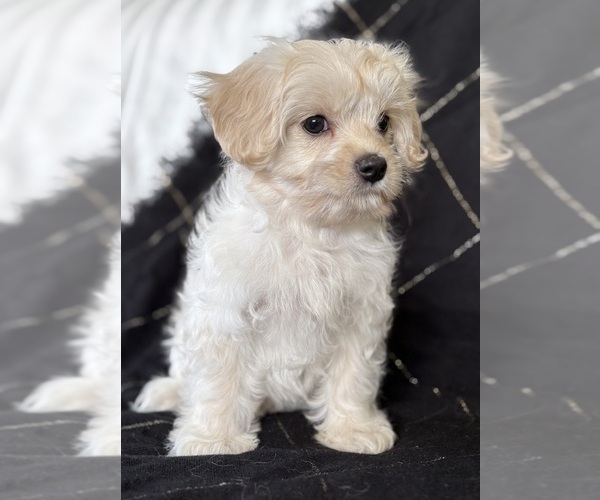Medium Photo #3 Cav-A-Malt Puppy For Sale in ROCK STREAM, NY, USA