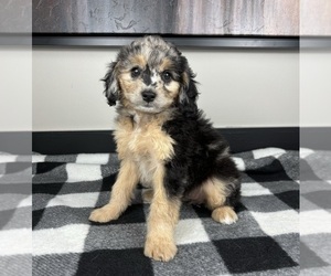 Aussiedoodle Miniature Puppy for sale in FRANKLIN, IN, USA