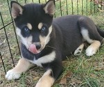 Small Photo #1 Shiba Inu-Siberian Husky Mix Puppy For Sale in BOWLING GREEN, OH, USA