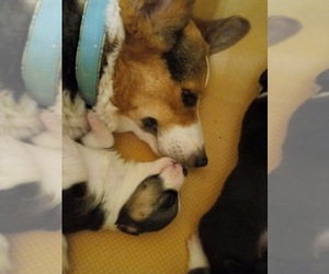 Pembroke Welsh Corgi Puppy for sale in GALLEGOS, NM, USA
