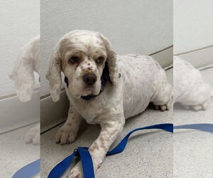 Cocker Spaniel Dogs for adoption in Sioux Falls, SD, USA