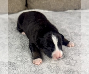 Medium Australian Shepherd