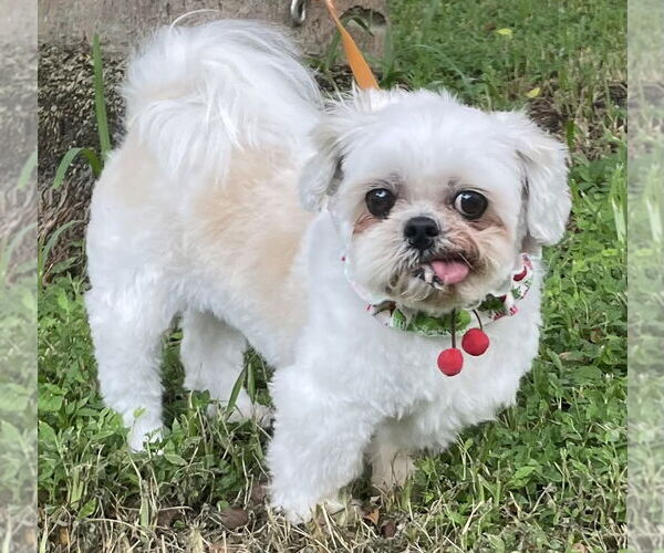 Medium Photo #4 Pekingese-Shiba Inu Mix Puppy For Sale in Davie, FL, USA