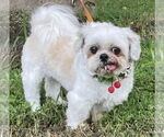 Small #3 Pekingese-Shiba Inu Mix