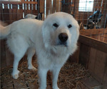 Small #9 Great Pyrenees