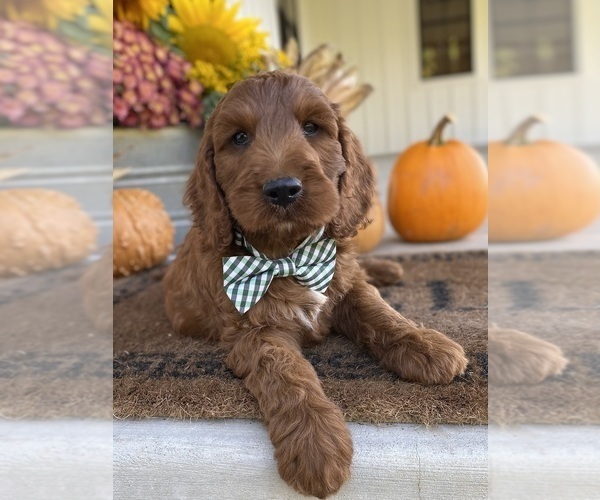 Medium Photo #3 Irish Doodle Puppy For Sale in WOOSTER, OH, USA
