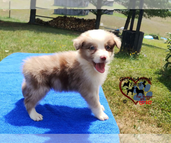 Medium Photo #6 Australian Shepherd Puppy For Sale in BLAND, VA, USA
