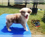 Small Photo #6 Australian Shepherd Puppy For Sale in BLAND, VA, USA
