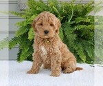 Small #3 Goldendoodle (Miniature)