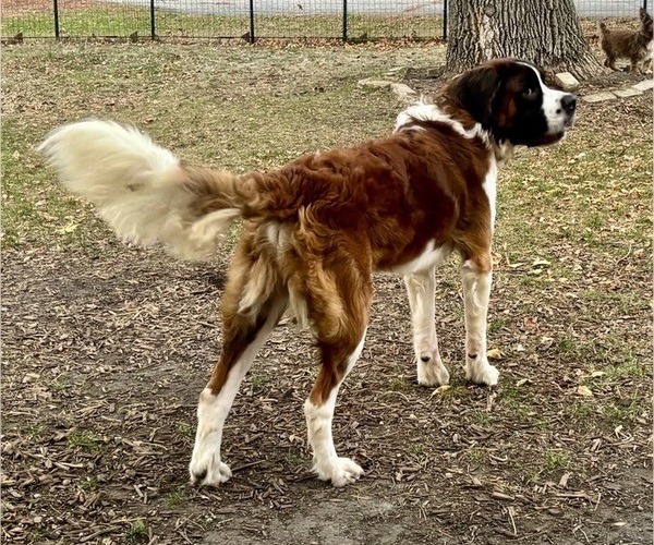Medium Photo #2 Saint Bernard Puppy For Sale in SLAYTON, MN, USA
