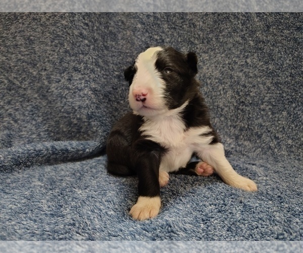Medium Photo #309 Border Collie Puppy For Sale in NORBORNE, MO, USA