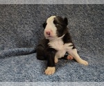 Small Photo #309 Border Collie Puppy For Sale in NORBORNE, MO, USA