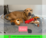 Small #1 Labrador Retriever Mix