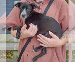 Small #1 German Shorthaired Pointer Mix