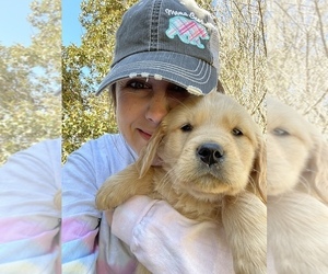 Golden Retriever Puppy for sale in TROY, SC, USA