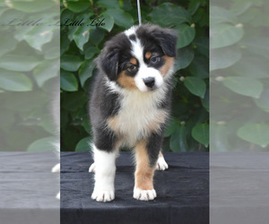 Australian Shepherd Puppy for sale in EASTON, MO, USA