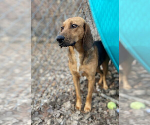 Medium Photo #2 Mutt Puppy For Sale in Elmsford, NY, USA