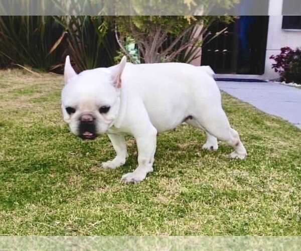 Medium Photo #1 French Bulldog Puppy For Sale in TALLAHASSEE, FL, USA