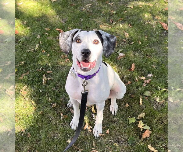 Medium Photo #6 Pointer-Unknown Mix Puppy For Sale in Boston, MA, USA