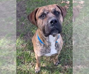 Mastiff-Unknown Mix Dogs for adoption in Riverside, CA, USA