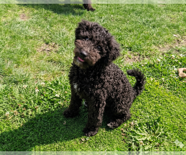 Medium Photo #2 Poodle (Miniature)-Wheaten Terrier Mix Puppy For Sale in Grovertown, IN, USA