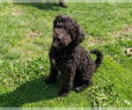Small #1 Poodle (Miniature)-Wheaten Terrier Mix