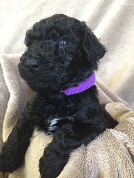 Medium Photo #1 Labradoodle Puppy For Sale in BRAZOS BEND, TX, USA