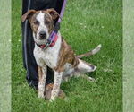 Small #2 Boxer-Red Heeler Mix