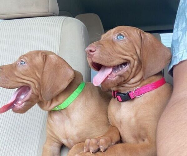 Medium Photo #1 Vizsla Puppy For Sale in SAN ANTONIO, TX, USA