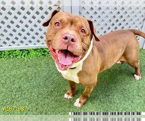 American Pit Bull Terrier-Unknown Mix Dogs for adoption in West Palm Beach, FL, USA