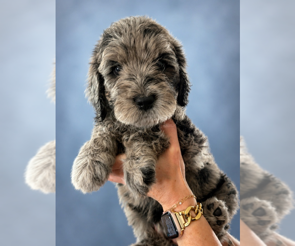 Medium Photo #3 Goldendoodle Puppy For Sale in BEND, OR, USA