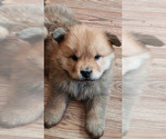 Puppy 2 Chow Chow