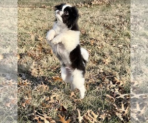 Japanese Chin Puppy for sale in BELTON, MO, USA