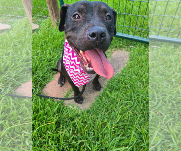 Medium Photo #37 American Pit Bull Terrier-Unknown Mix Puppy For Sale in Rosenberg, TX, USA
