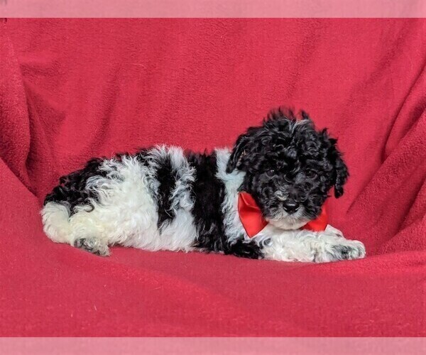 Medium Photo #4 Poochon Puppy For Sale in LINCOLN UNIV, PA, USA