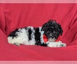 Small Photo #4 Poochon Puppy For Sale in LINCOLN UNIV, PA, USA