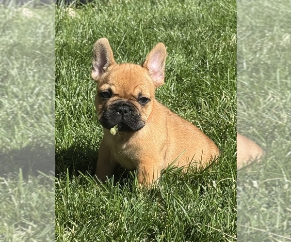 Medium Photo #9 French Bulldog Puppy For Sale in AURORA, CO, USA