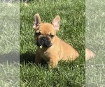 Bruno - Male French Bulldog Puppy for Sale - Photo #9
