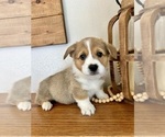Small Photo #4 Pembroke Welsh Corgi Puppy For Sale in ROCK VALLEY, IA, USA